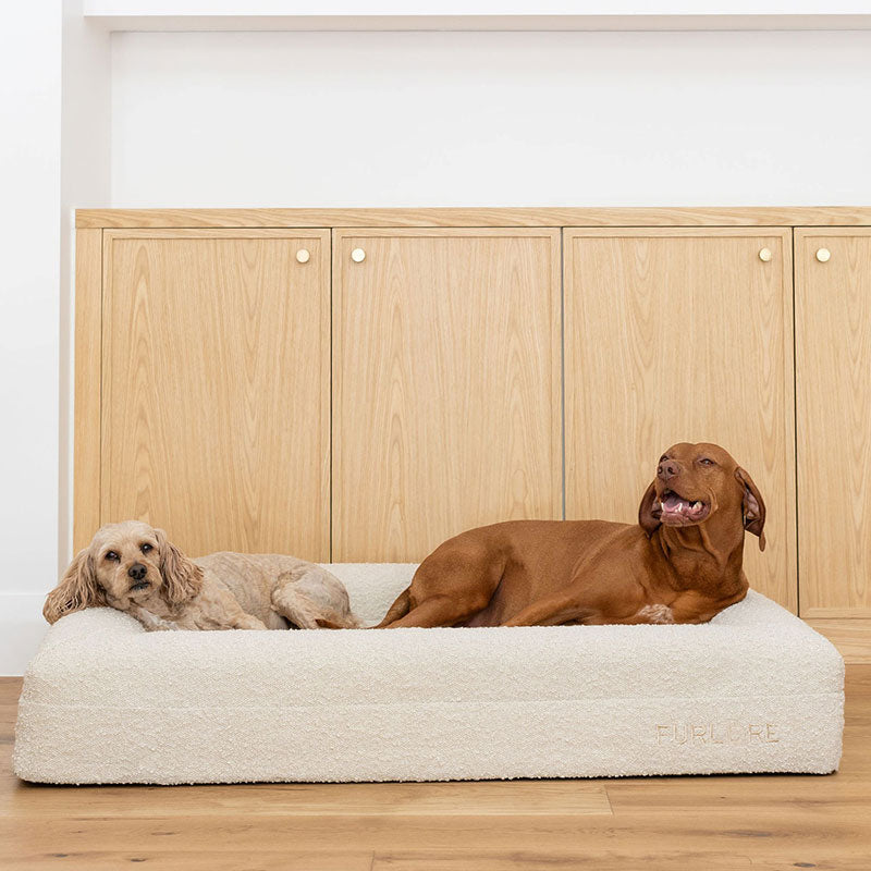 Curated visual reference: Premium Orthopaedic Memory Foam Dog Bed In Luxury Bouclé Photo Inspiration