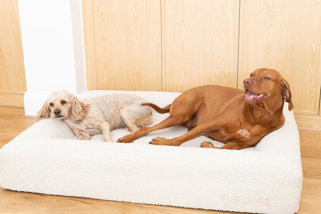 Finding the Perfect Fit: A Guide to Choosing the Right Dog Bed