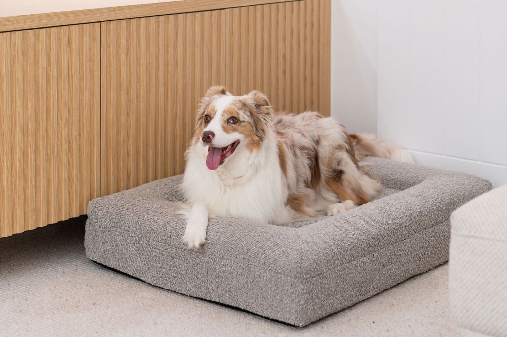 Choosing the Perfect Bed for Your Senior Dog: Comfort, Support, and Care