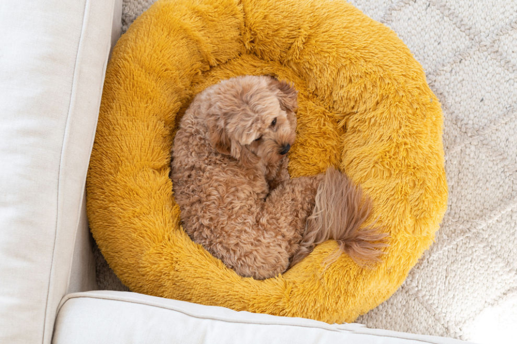 Exploring the Quirky World of Dog Sleeping Styles: What Your Pup's Position Says About Them