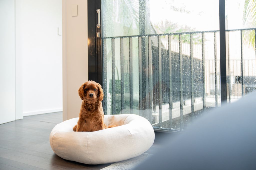 Choosing the Perfect Bed for Your Small Dog: A Comprehensive Guide 2024