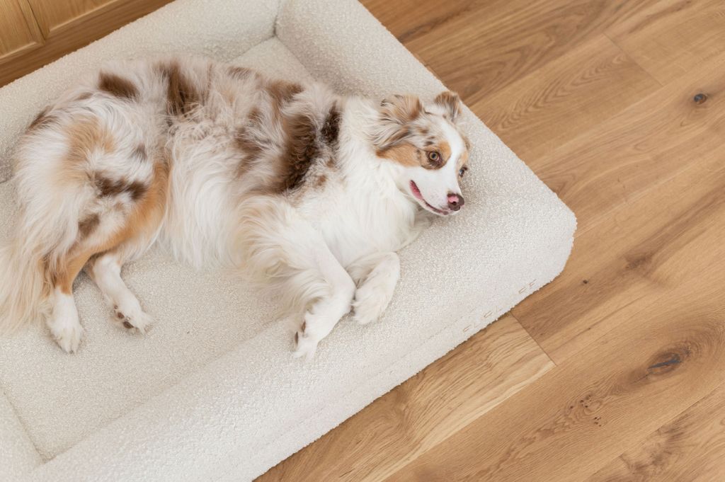 Choosing the Perfect Bed for Your Large Dog: A Comprehensive Guide 2025