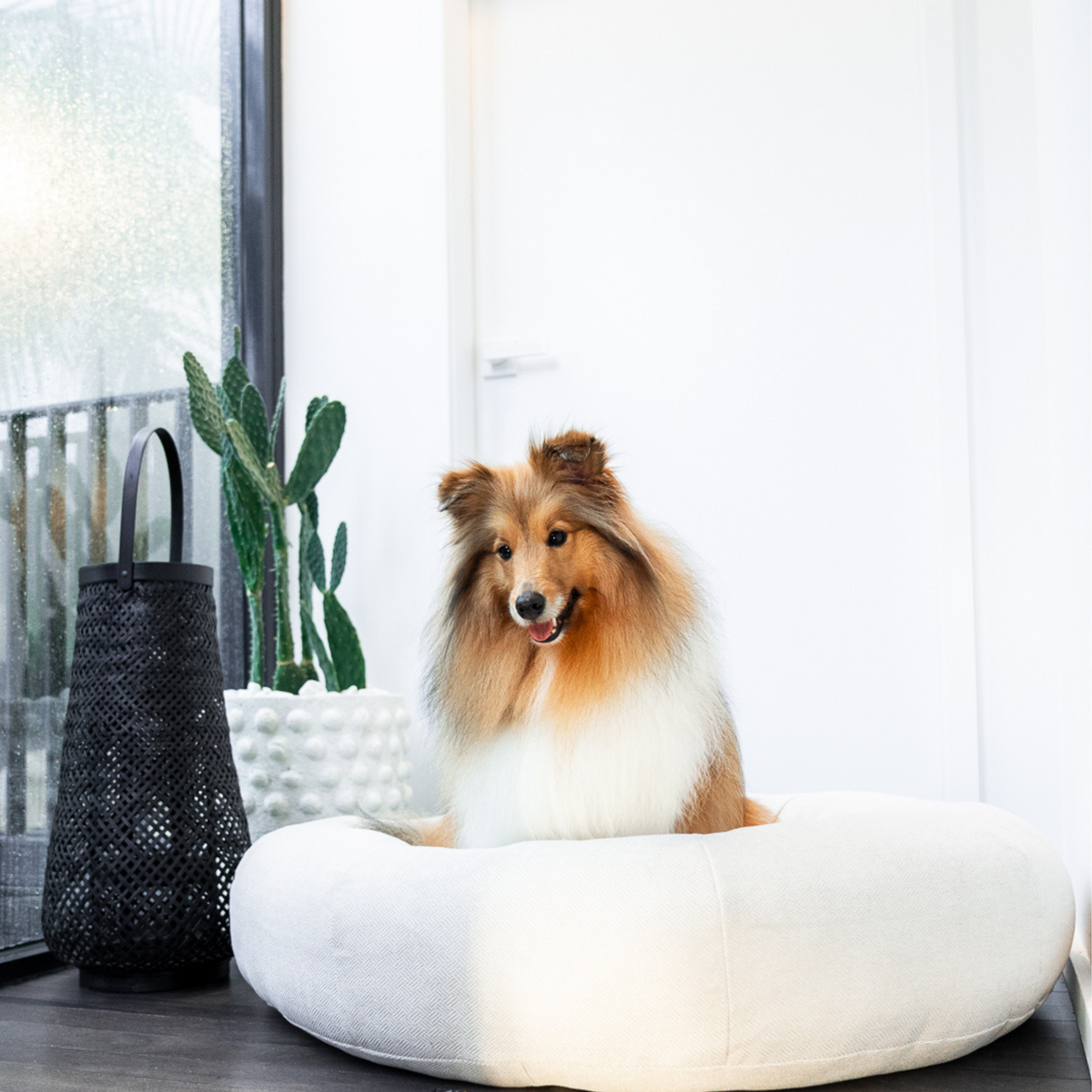 Grreat choice cuddler bed shop