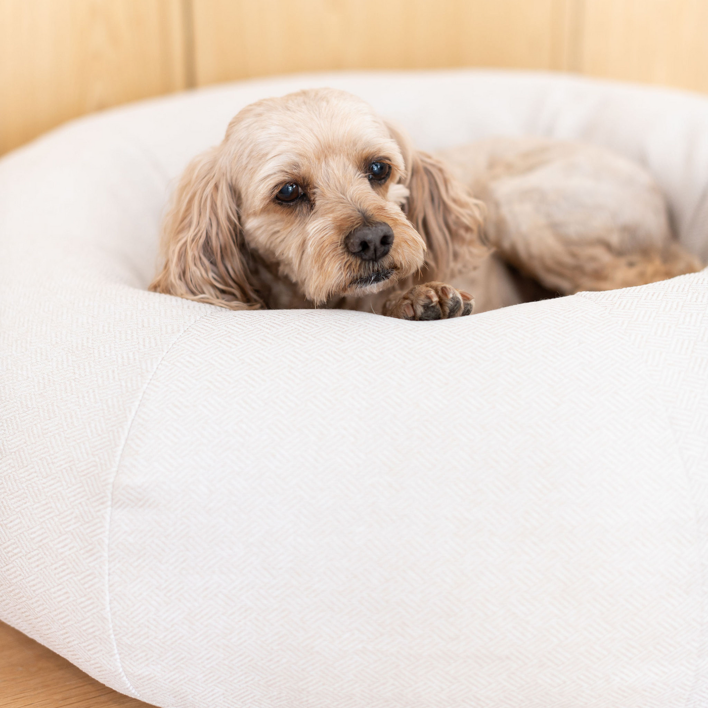 Cuddler dog discount bed medium