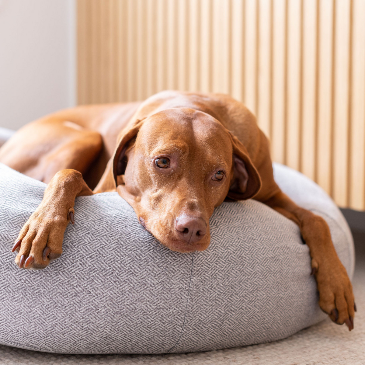 Premium Classic Cuddler Dog Bed