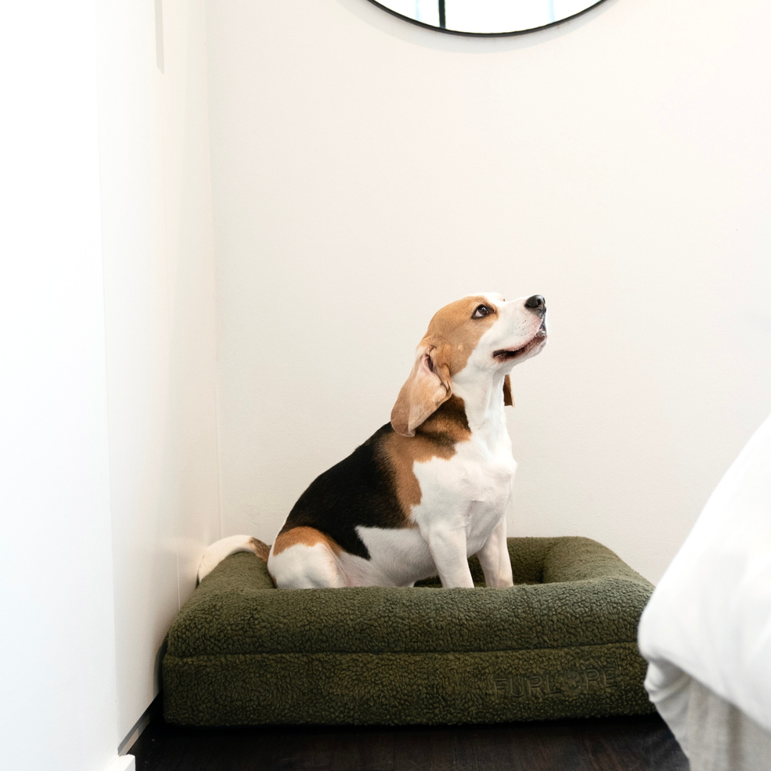 Premium Orthopaedic Memory Foam Dog Bed in Deluxe Teddy