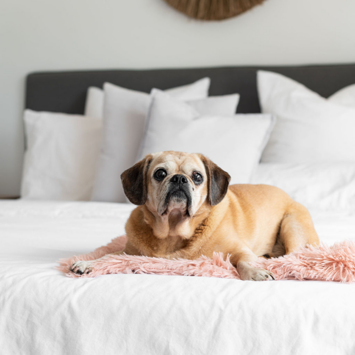 Calming Dog Blanket