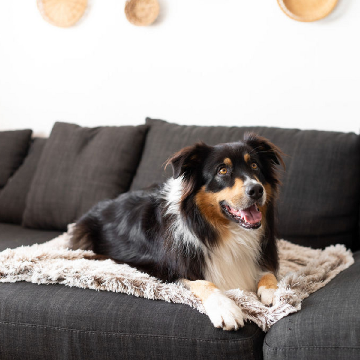 Calming Dog Blanket