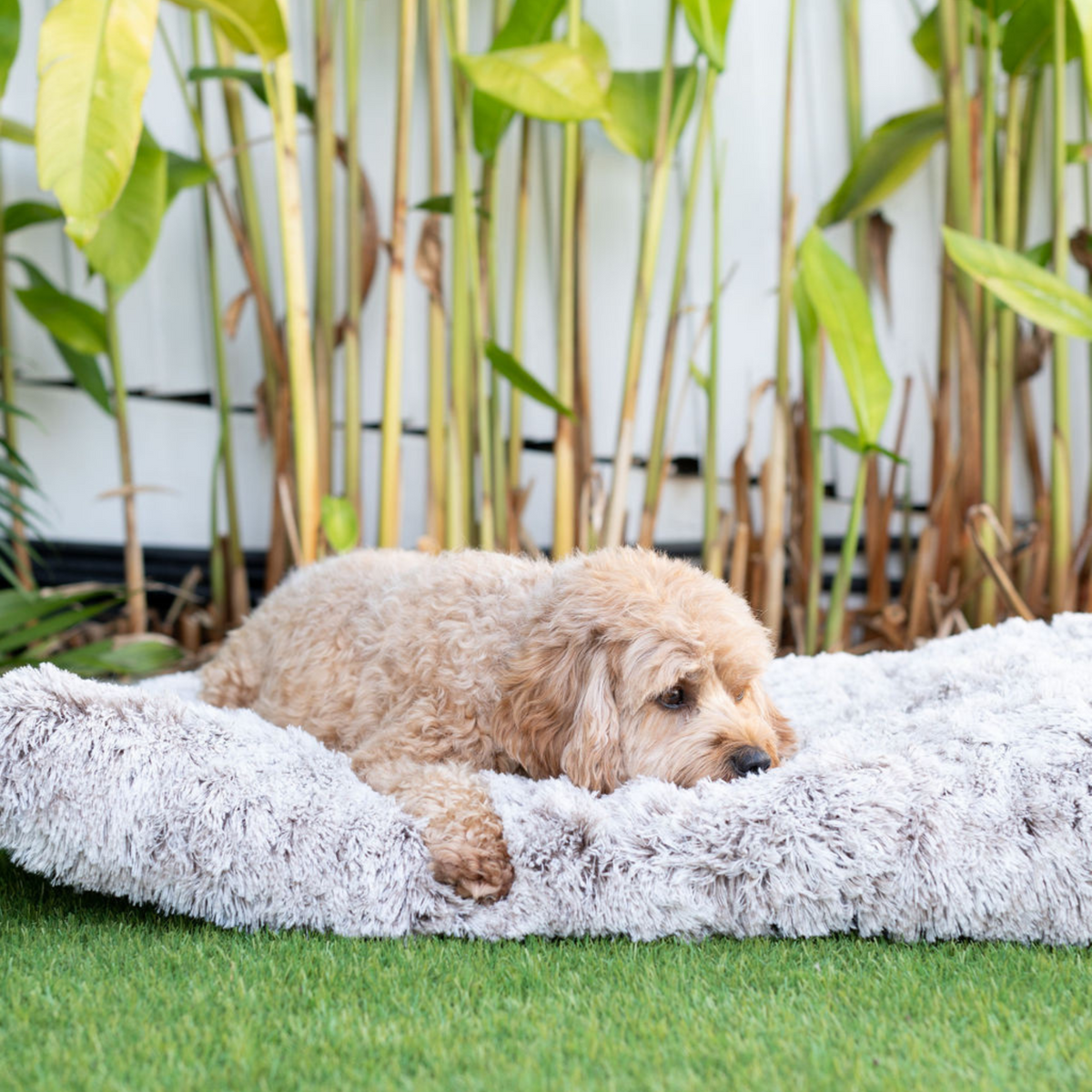 Calming Dog Mat