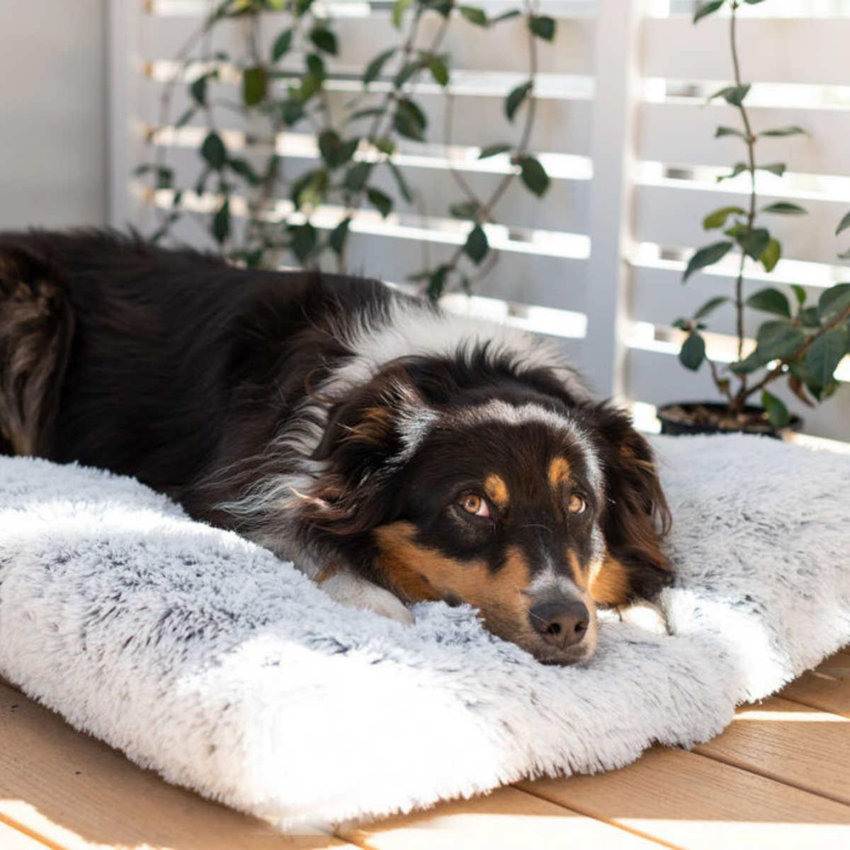 Calming Dog Mat