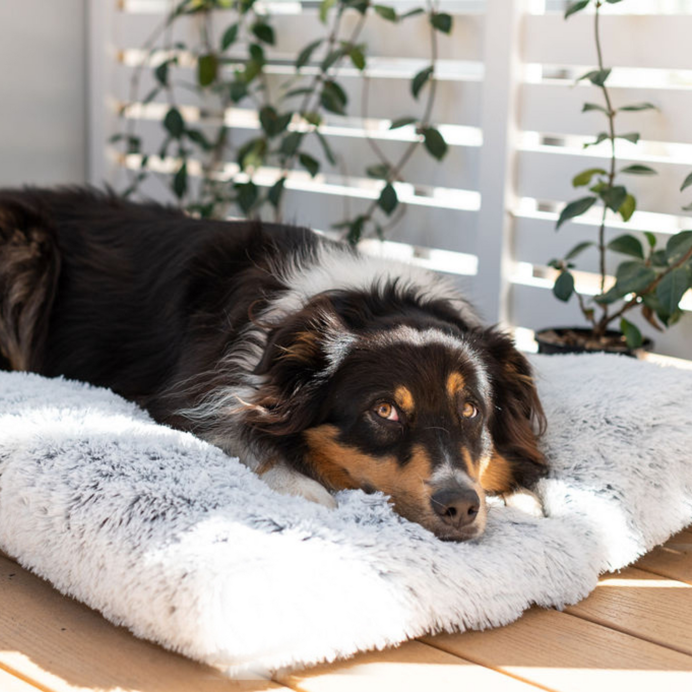 Calming Dog Mat Furlore