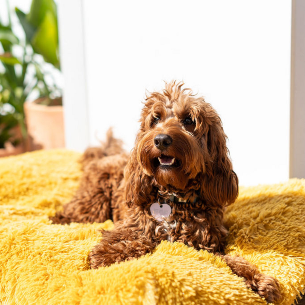 Calming Dog Mat