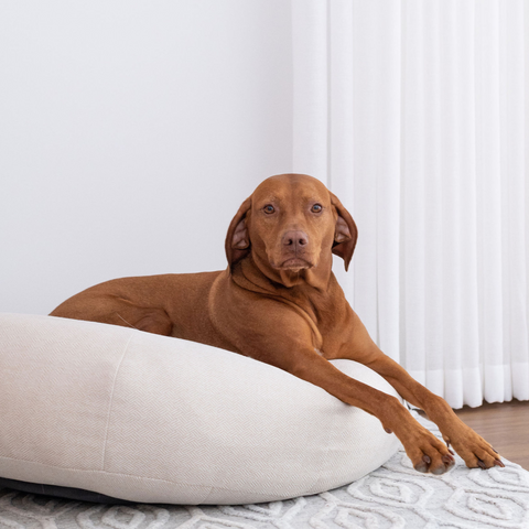 Dog cuddler beds deals