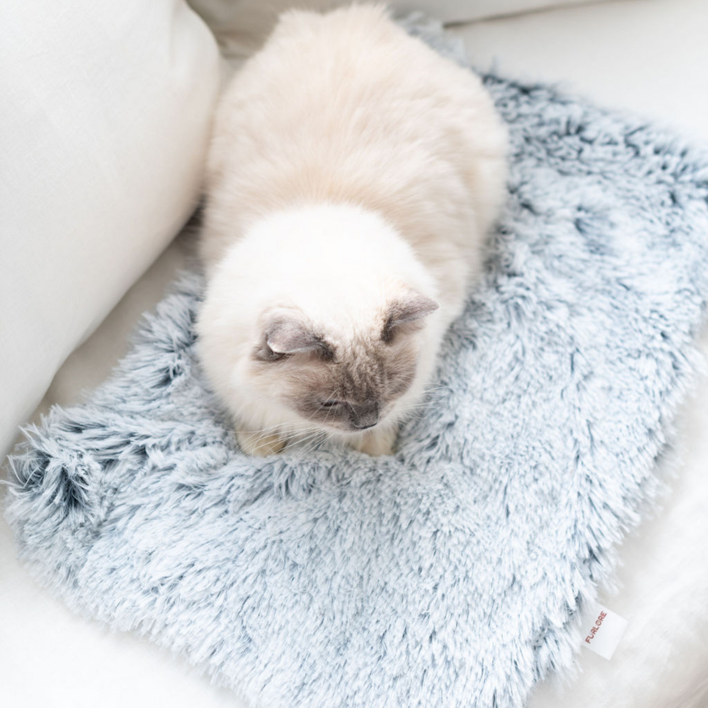 Cat top fur blanket